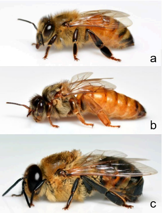 **Figura 2.2. Castas de abejas melíferas: a) obrera (hembra no <br/>reproductiva), b) reina (hembra reproductiva), y c) zángano (macho)** <br/><font size =3 >Imagen: Mike Bentley, University of Florida / Institute of Food and <br/>Agricultural Sciences (UF/IFAS)</font>