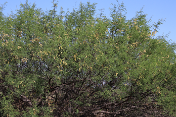 **Figura 4.11. _Prosopis laevigata_, se puede apreciar que es el tiempo de floración del mezquite. (Fotografía original: Marco Aurelio Rodríguez Monroy).**